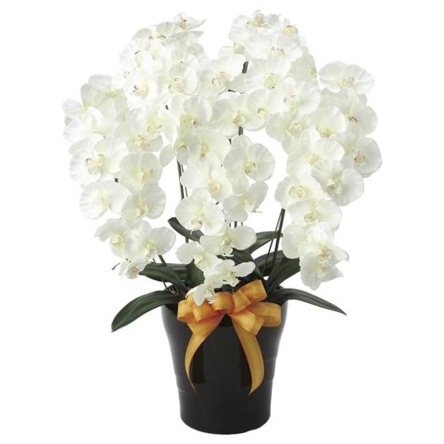 光の楽園(2025年版) プレミアム胡蝶蘭5本立W 品番：651K200 高さ：75cm - アートクリエイション [光触媒/人工観葉植物] 22,000円