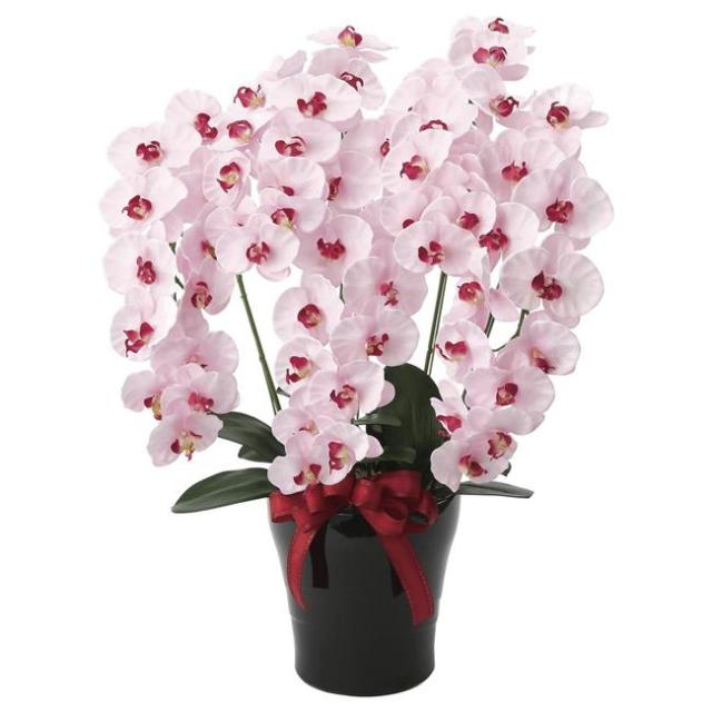 光の楽園(2025年版) プレミアム胡蝶蘭5本立P 品番：652K200 高さ：75cm - アートクリエイション [光触媒/人工観葉植物] の通販は 22,000円