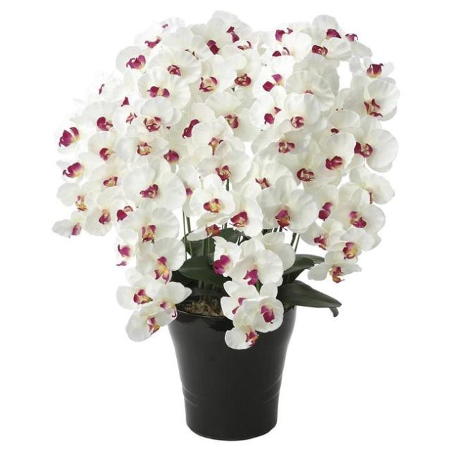 フランソワ　ピロ　赤と白の花　カーボンランダム　現代アート　一点もの フランソワ ピロ 赤と白の花 カーボンランダム 現代アート 一点もの