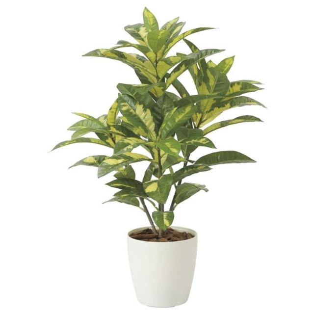 クロトン。 観葉植物 。大型。鉢ごと無料で発送致します。 クロトン。観葉植物 。鉢ごと無料で発送致します。 クロトン 。観葉