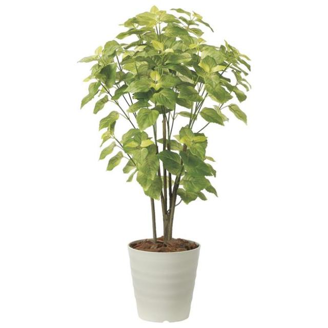 観葉植物）エアープランツ チランジア トメキー（1株）