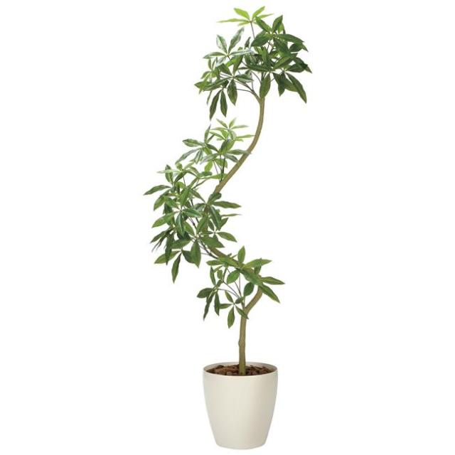 光の楽園(2025年版) ツイストパキラ(組立式) 品番：2336A780 高さ