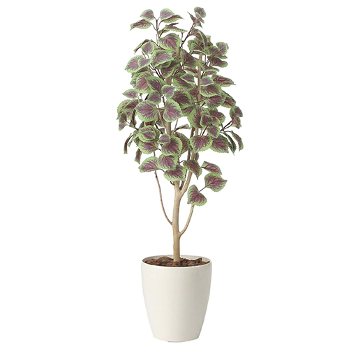 光の楽園(2025年版) コリウス 品番：2412A160 高さ：110cm - アートクリエイション の通販は 13,376円