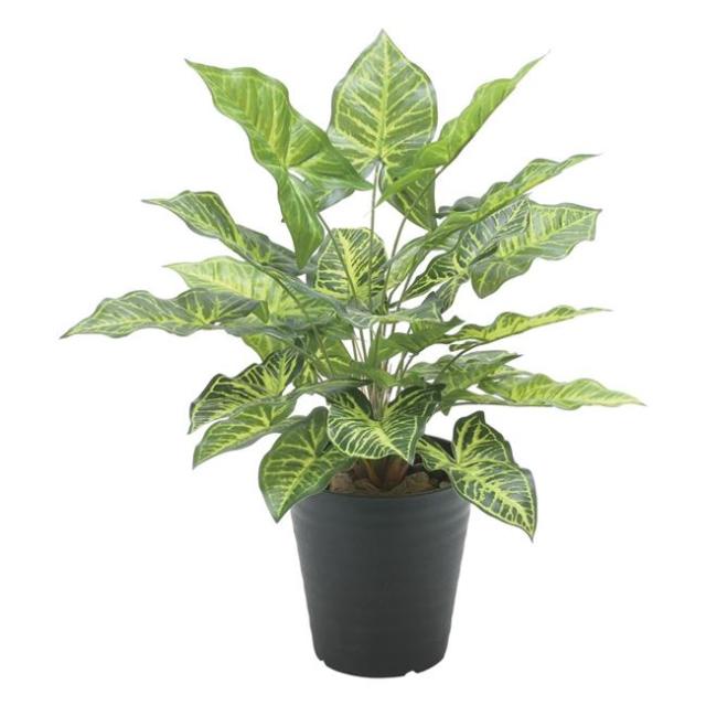 光の楽園(2025年版) フレッシュシンゴニューム 品番：2534A60 高さ：48cm - アートクリエイション [光触媒/人工観葉植物] の通販は 5,478円