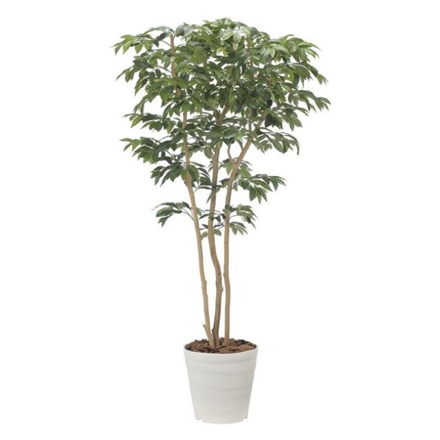 光の楽園(2025年版) デラックスアルデシア（万両）1.8 品番：2603A500 高さ：180cm - アートクリエイション [光触媒/人工観葉植物] の通販は