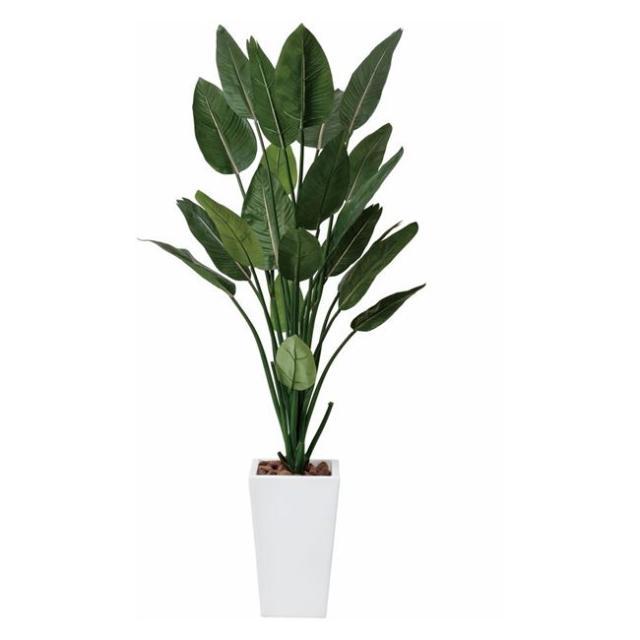 光の楽園(2025年版) ストレチアW1.6 品番：409P600 高さ：160cm