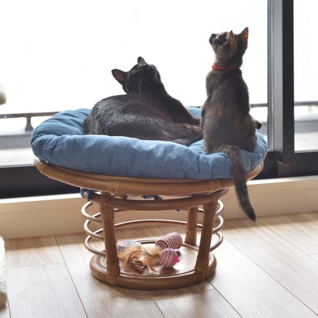 ペットスツール クッション付 籐フレーム 約幅55cm （ ラタン製 ペット