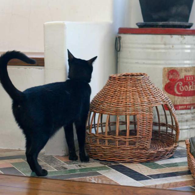 ベッド 猫 キャットハウス ドーム ラタン （ ペットハウス 猫ハウス