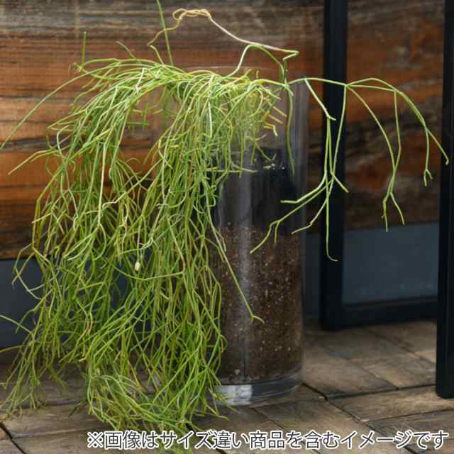 花瓶 割れないガラス PVシリンダー 直径15×高さ15cm （ 花びん 花器