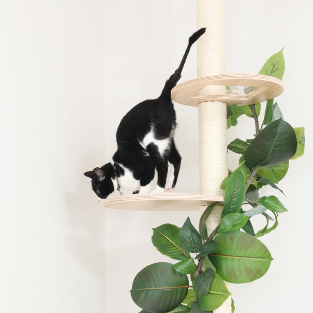キャットタワー ねこの休ら木 ソラ 爪とぎ 突っ張り （ キャットツリー