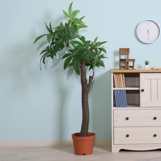 フェイクグリーン パキラ 高さ150cm 朴タイプ （ 観葉植物 フェイク