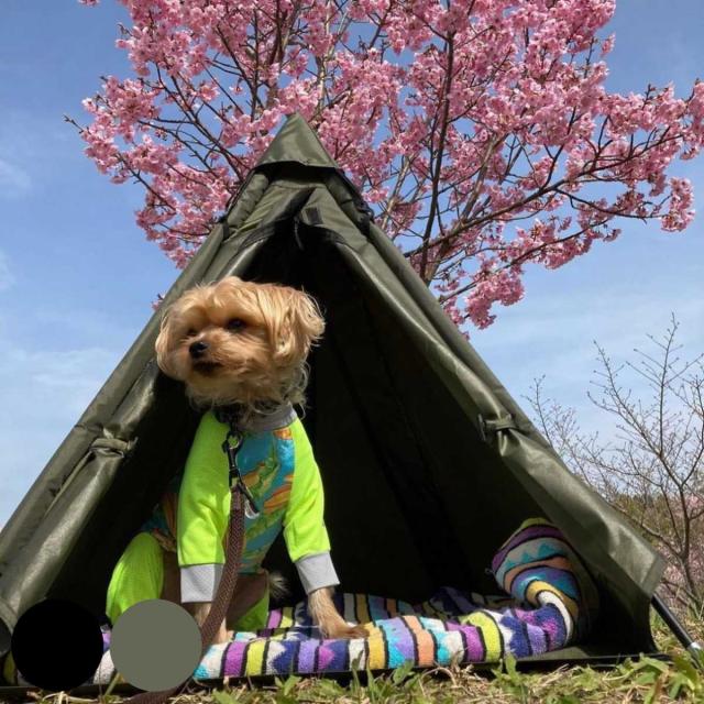 テント ペット Woof！！Woof！！ Dog Tippy Tent 犬 （ ペットテント ティピーテント 犬用テント ペット用 ペットハウス 屋外 組み立て コンパクト おしゃれ ペットベッド 犬用 小型犬 キャンプ アウトドア 耐水 ケース付 ）
