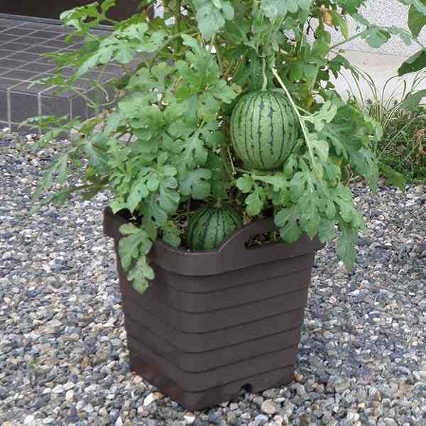 プランター ハンディプランター 角型 3個セット （ 植木鉢 鉢 園芸用品