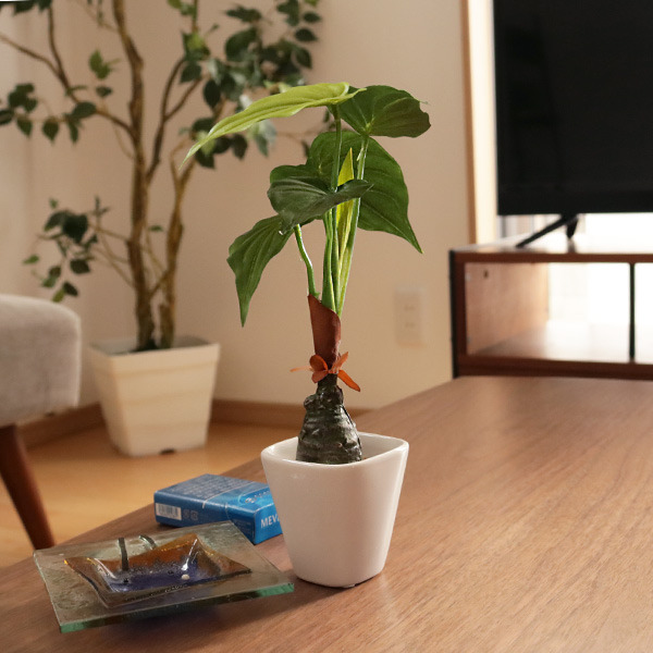 人工観葉植物 アロカシア 30cm フェイクグリーン 造花 光触媒 （ ミニ