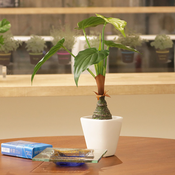 光触媒　人工観葉植物　ウォールグリーン　フェイクグリーン　アロカシア斑入りポット 光触媒 人工観葉植物 ウォールグリーン フェイクグリーン アレカヤシ