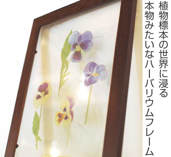 アートフレーム Herbarium Art Frame ビオラ Brown ハーバリウム アート 壁掛け 花 グリーン インテリア 雑貨 スタンド アンティの通販はau Pay マーケット お弁当グッズのカラフルbox