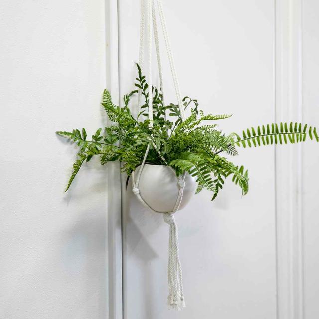 ドリナリア フロリダ 吊り シダ ドリナリア フロリダ 吊り シダ ドリナリア フロリダ | GREEN LUCK