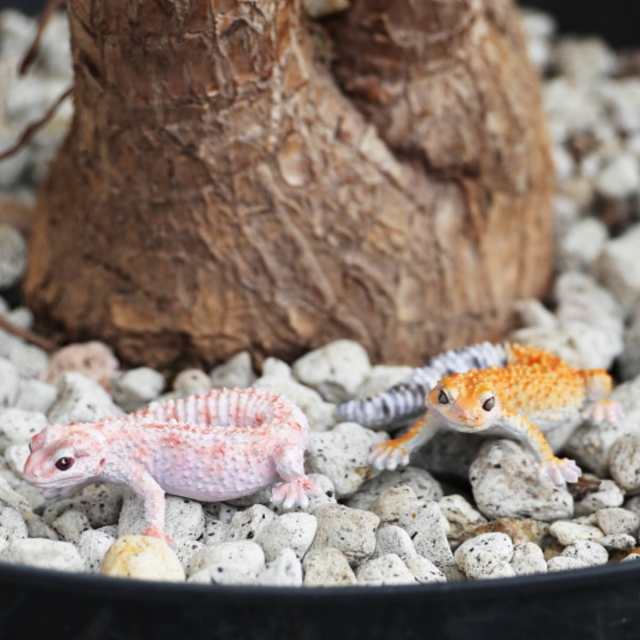 オブジェ REPTILES MAG ヒョウモントカゲモドキベイビー （ クリップホルダー 置き物 置物 動物 ヤモリ リアル マグネット 磁石 飾る  卓上 マスコット ディスプレイ 店舗 リビング 玄関 机上 雑貨 オーナメント インテリア 贈り物 ）の通販はau PAY マーケット ...