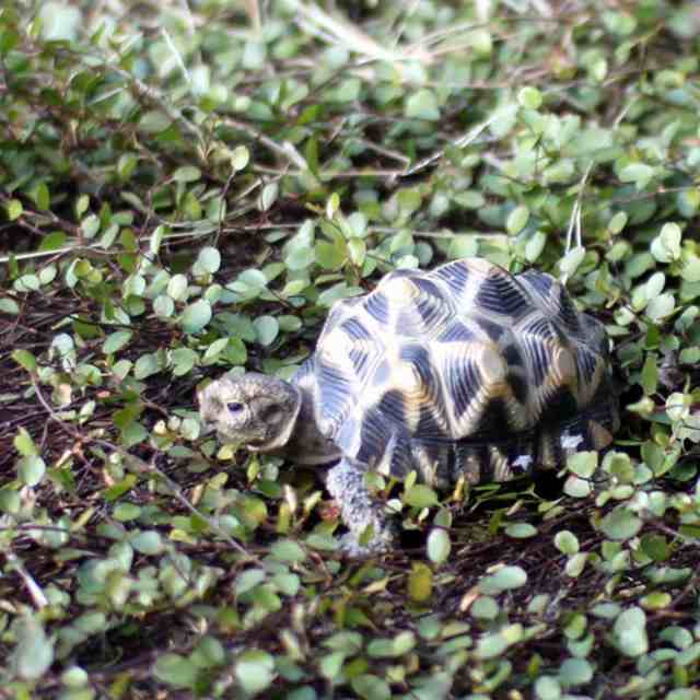 オブジェ インドホシガメ ペットバンク 貯金箱 （ 置物 動物 雑貨 アニマル リアル 飾る 卓上 ディスプレイ フィギュア マスコット 亀 カメ  リアルアニマル リビング 机上 オーナメント インテリア ギフト かわいい ）の通販はau PAY マーケット - リビングート | au PAY