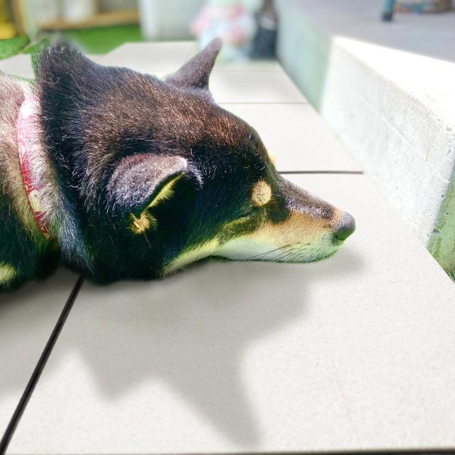 パネル ジョイント遮熱パネル 30×30cm 18枚セット ( ジョイントマット 遮熱 マット 30cm 18枚 ジョイント式タイル 日本製 遮熱タイル ジョイント ベランダ パネル バルコニー タイル タイルマット 省エネ )の通販は パネル ジョイント遮熱パネル 30×30cm 18枚セット ( ジョイントマット 遮熱 マット 30cm 18枚 ジョイント式タイル 日本製 遮熱タイル ジョイント ベランダ パネル バルコニー タイル タイルマット 省エネ )の通販は