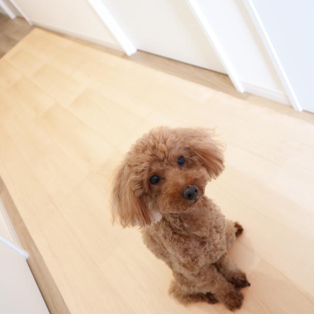 愛玩動物つや消し 雨合羽 180cmx270糎 滑らない 犬 （ つや消し 愛玩動物用 PVC 拭ける 愛玩動物 猫 消臭 防滑 洗える 透け透け 無償性はね除ける 汚れた状態押しとどめる 傷押しとどめる 足腰 厄介なもの助け出す 消臭役立つこと 滑りにくい お取りつくろう飾り気の無い 思わしい 愛玩動物装具 ）