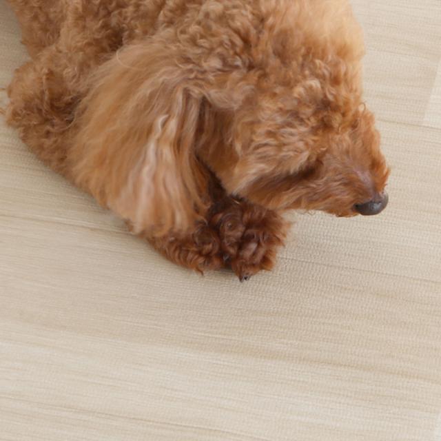 愛玩動物つや消し 雨合羽 180cmx270糎 滑らない 犬 （ つや消し 愛玩動物用 PVC 拭ける 愛玩動物 猫 消臭 防滑 洗える 透け透け 無償性はね除ける 汚れた状態押しとどめる 傷押しとどめる 足腰 厄介なもの助け出す 消臭役立つこと 滑りにくい お取りつくろう飾り気の無い 思わしい 愛玩動物装具 ）