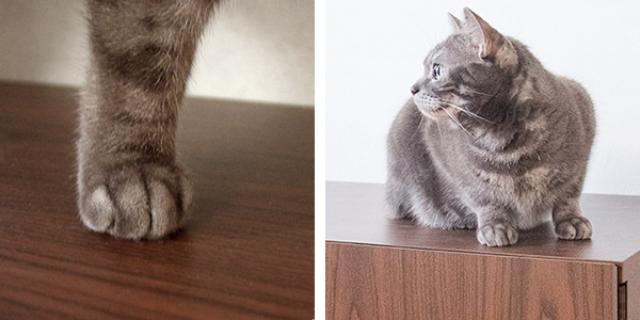 キャットトイレクローゼット 幅75cm 4枚扉 収納付き キャビネット （ キャットトイレ キャットラック 猫用トイレカバー 猫用家具 砂飛び散り防止 収納 棚 トイレクローゼット ペットトイレ 収納ラック 両開き ペット用品 ）