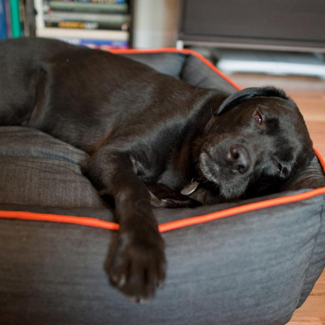 ペットベッド P.L.A.Y. ラウンジベッド XL アーバンデニム 洗える （ スクエア型 ペット用 犬 ネコ ベッド シンプル おしゃれ 室内 ペット用品 デニム XLサイズ 洗えるベッド オールシーズン ペットソファ ペットクッション 高品質 ）_3