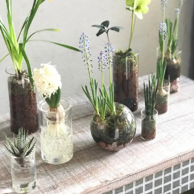 花瓶 Mini Bulb Vase 水栽培ガラスベース クリア 7cm 花器 フラワーベース 花 グリーン 栽培 卓上花瓶 一輪挿し ミニ 小さい 二重 ハの通販はau Pay マーケット インテリアパレット