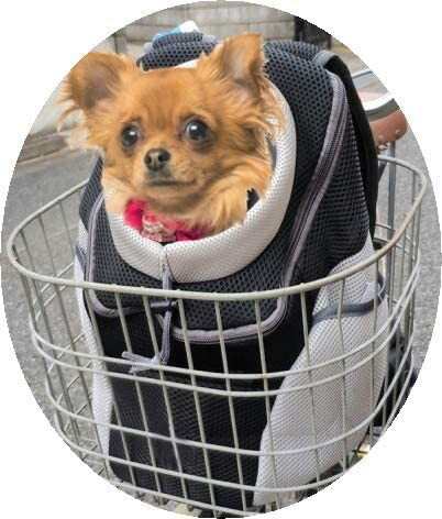 自転車 犬 猫 ペットキャリー キャリーバッグ ペット キャリー リュック バッグ ペットリュック (BLACK)の通販は