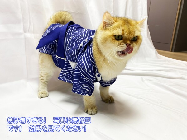 Wag&Wink 犬服 ペット着物 和服 袴 ドッグウェア 猫服 和柄 Wag&Wink 犬服 ペット着物 和服 袴 ドッグウェア 猫服 和柄