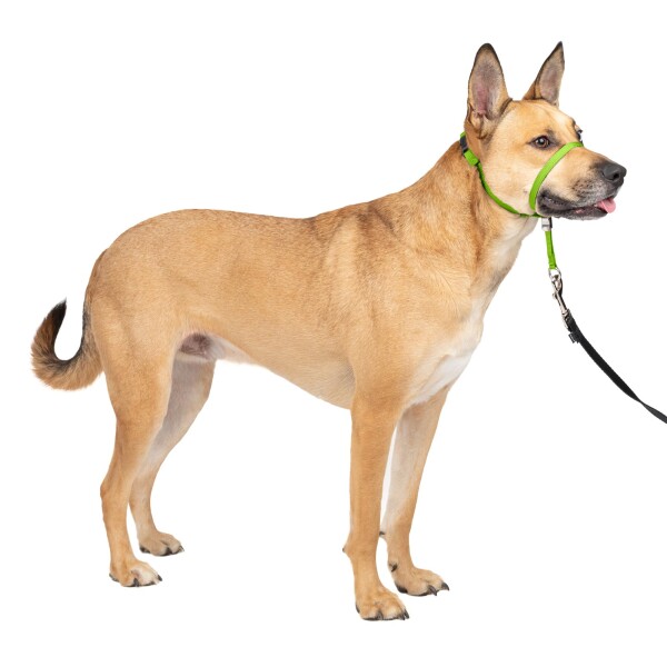 PetSafe ペットセーフ ジェントルリーダー ヘッドカラー クイックリリース（M アップルグリーン）
