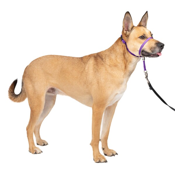 PetSafe ペットセーフ ジェントルリーダー ヘッドカラー クイックリリース（M ディープパープル）