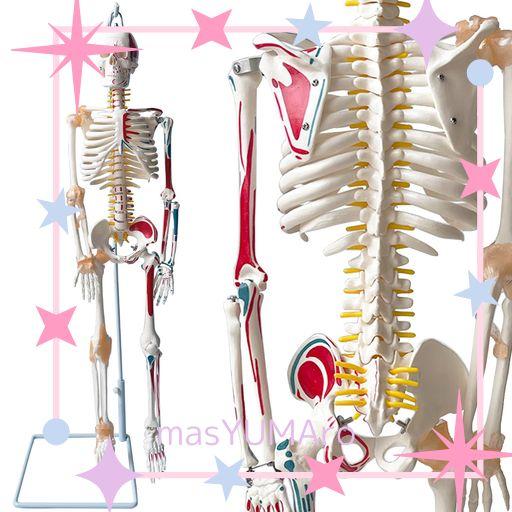 TIMILAND 人体骨格模型 【サスペンションモデル 85CM スタンド付き】脊柱可動・靭帯再現・筋の着色