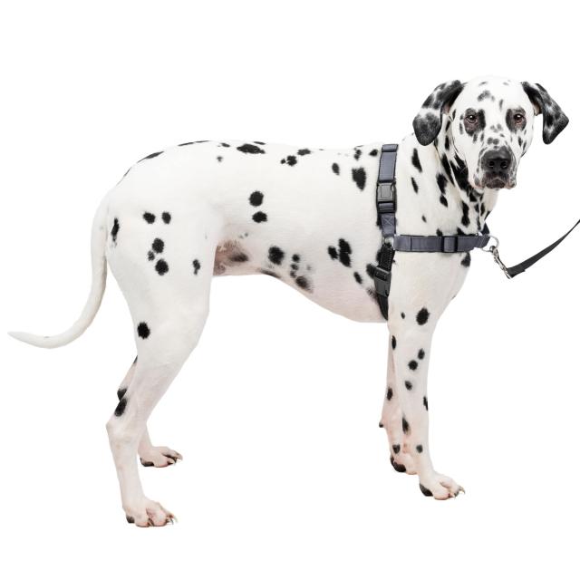 PetSafe（ペットセーフ） 犬用 引っ張り防止ハーネス デラックス