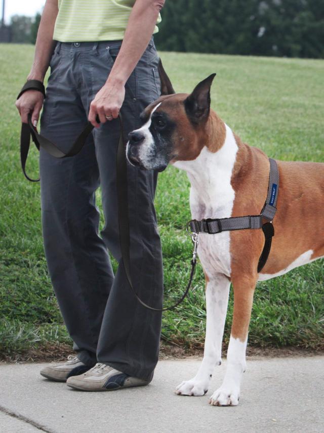 PetSafe（ペットセーフ） 犬用 引っ張り防止ハーネス デラックス