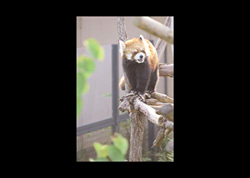 Nikon ミラーレス一眼カメラ Z5 レンズキット NIKKOR Z 24-200mm f/4-6.3 VR 付属 Z5LK24-200 ブラック