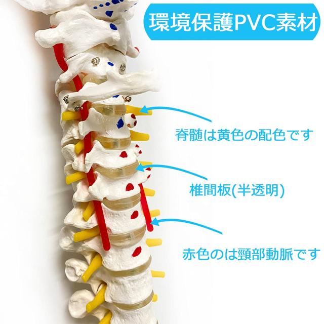 ドイツ製 人体脊椎模型 可動式 約85cm（カイロプラクティック） 脊椎模型 85cm 脊椎骨盤模型 脊柱模型 可動式 脊髄骨盤模型 人体