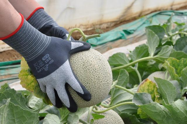 （まとめ）ショーワグローブ マイクログリップ No.381 L 10双入（×2セット） ショーワグローブ(Showaglove) ケース販売 No.381 マイクロ