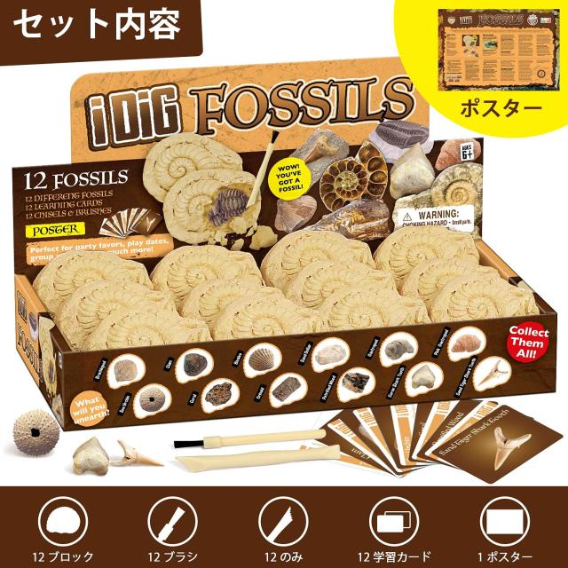 古生物/化石セット 古生物/化石セット XXTOYS 化石発掘キット 化石標本 化石 発掘 キット