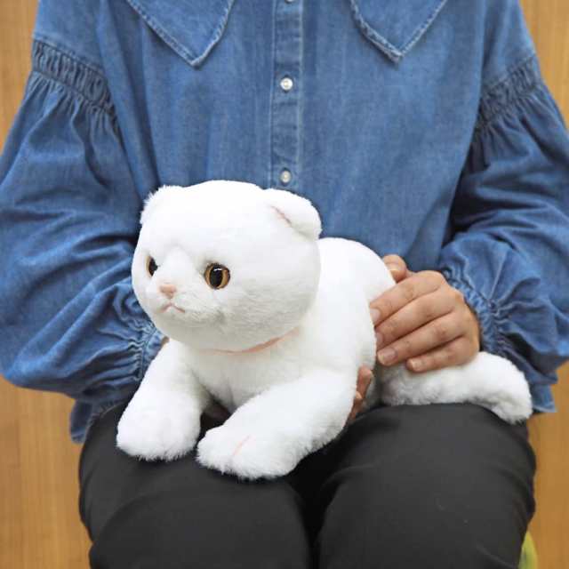 サンレモン ひざ ねこ スコティッシュフォールド ホワイト 16.4