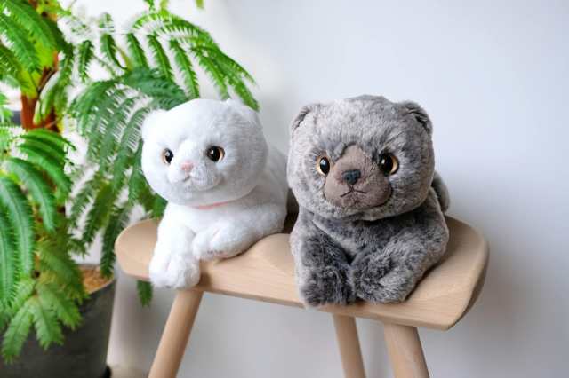 サンレモン ひざ ねこ スコティッシュフォールド グレー 17.5