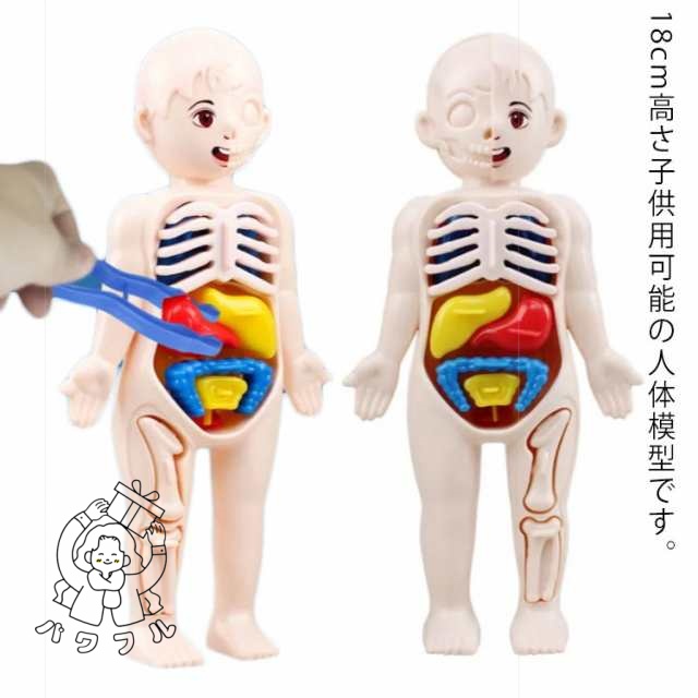 人体解剖 女性 模型 骨格 人体モデル内臓 パーツ取り外し可 キッズ