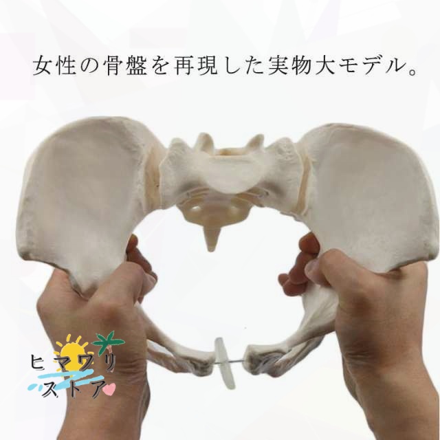 在庫限り 話題沸騰中 可動型 女性ヒマワリストア 女性骨盤 学習ツール 骨盤 分解はできません 科学教室 等身大 動かすことができる骨盤模型 プ海外風チック製 売れ筋注目 送料無料
