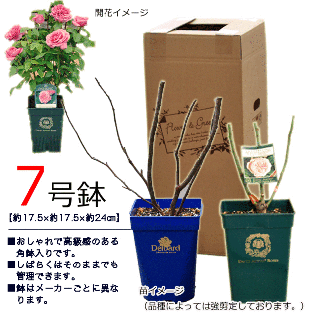 【バラ苗】ロサオリエンティス ジュール・ヴェルヌ 大苗 7号鉢 アプリコット系 SCL 薔薇苗 ばら苗  鉢植え【☆３太郎の日はエントリーでお得☆】｜au PAY マーケット