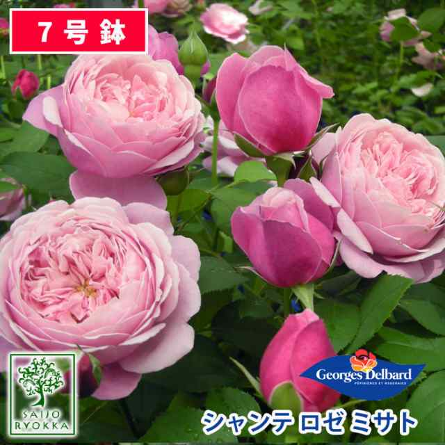 世界有名な世界有名な鉢植え バラ 薔薇 デルバール 大苗 フレンチ