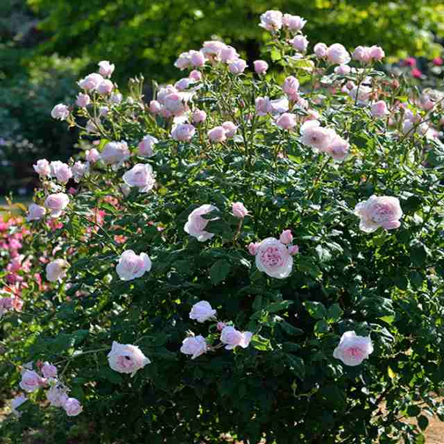 バラ苗】デルバール ナエマ 大苗 7号鉢 ピンク系 CL イングリッシュローズ ER 薔薇苗 ばら苗  鉢植え【☆３太郎の日はエントリーでお得☆】の通販はau PAY マーケット - さいじょう緑花 | au PAY マーケット－通販サイト