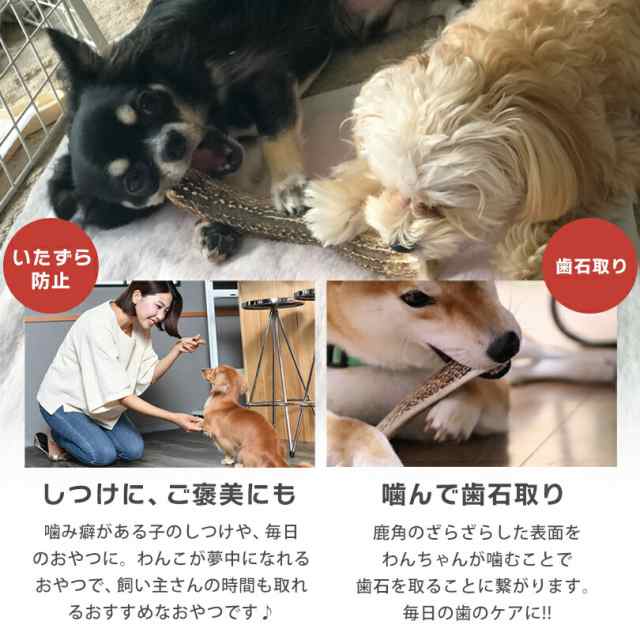 がるちゃん ペット いたずら コレクション