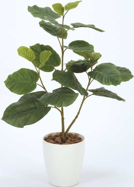 ウンベラータ 人工観葉植物 高さ80cm 光触媒 211a100 店舗用品 光触媒 人工観葉植物 造花 フェイクグリーン フロア 鉢型 用 125cmの通販はau Pay マーケット 看板 店舗用品のサインモール Au Pay マーケット店