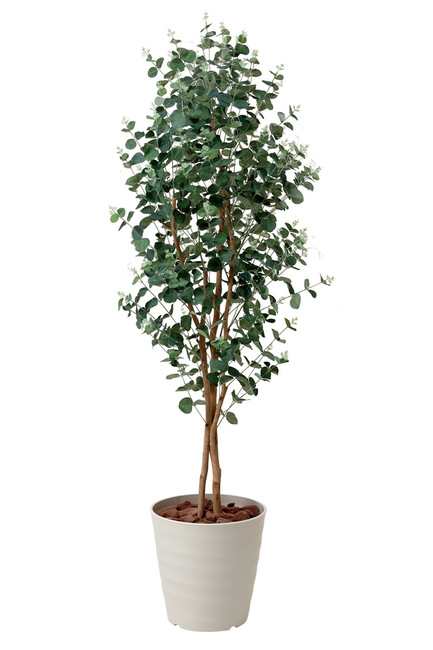 送料無料 ユーカリ 人工観葉植物 高さ155cm 光触媒 417a280 店舗用品 光触媒 人工観葉植物 造花 フェイクグリーン フロア 鉢の通販はau Pay マーケット 看板 店舗用品のサインモール Au Pay マーケット店